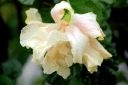 Bureau County Fair - 1st Place - Blossoms