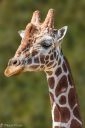 500px Flow - Reached Popular Status with 89.9 Pulse